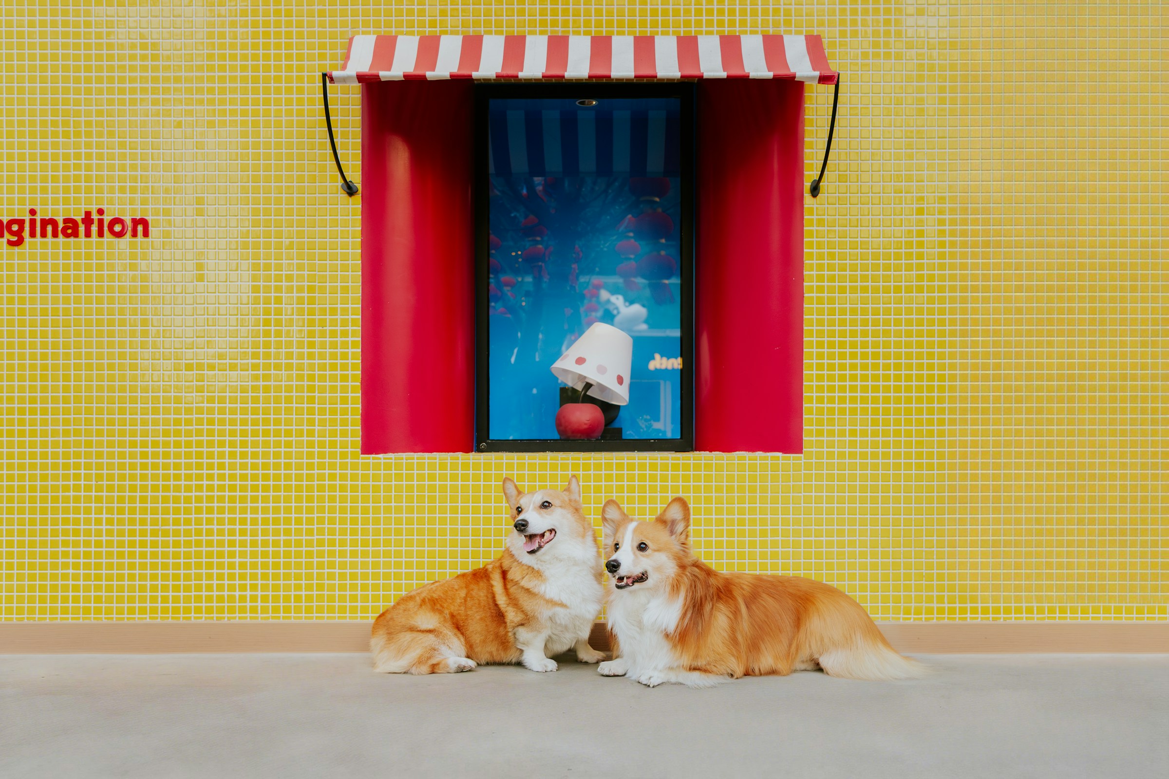 dos perros frente a la casa